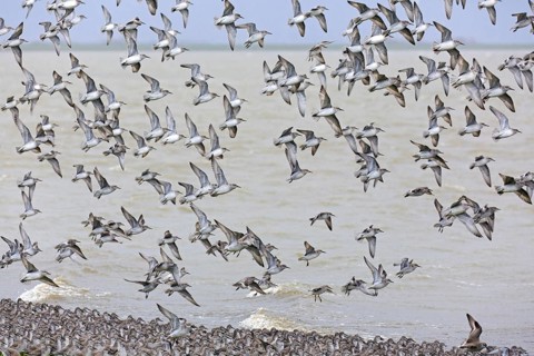 Red knots