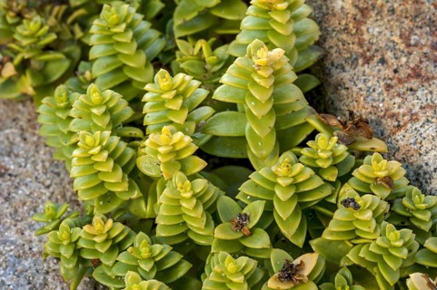 Sea sandwort