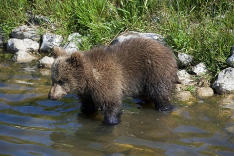 European brown bear