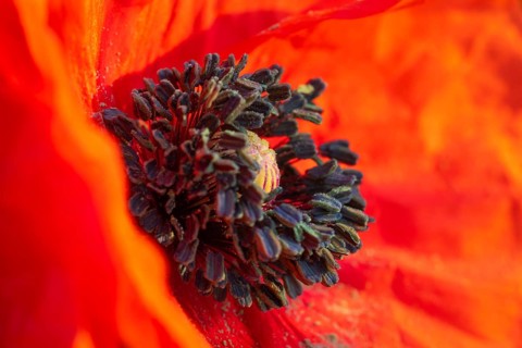 Gossip poppy