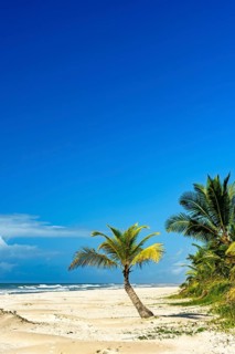 Coconut trees on the sand by the sea at the beautiful Sargi beach in Serra Grande on the coast of Bahia