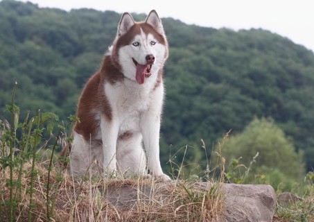 Siberian Husky