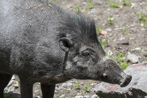 Visayan warty pig