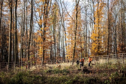 Forestry workers during reforestation near Oschersleben