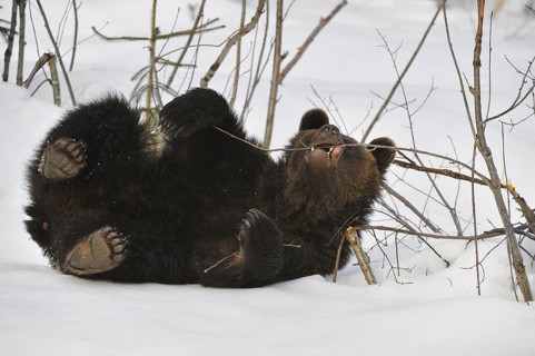 Two-year-old Eurasian brown bear
