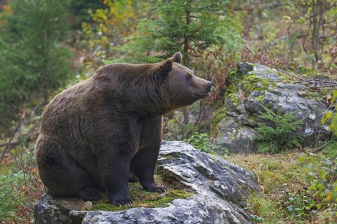 European brown bear