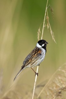 Common reed bunting