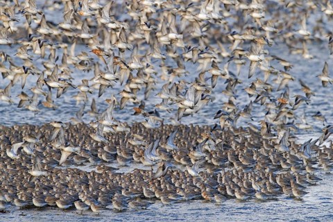 Red knot
