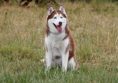 Siberian Husky