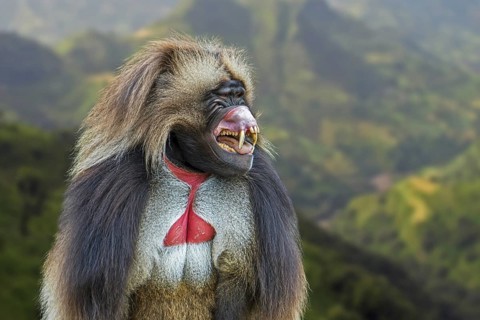 Male gelada baboon