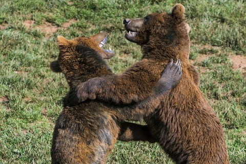 Two aggressive Eurasian brown bears