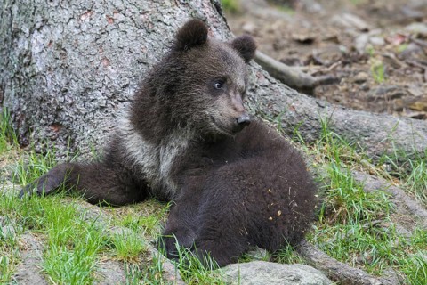 Brown bear