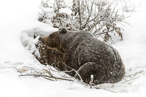 European brown bear