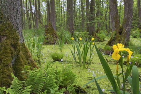 Alder carr showing black alder trees and aquatic plants like yellow flag