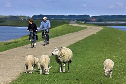 SSheep