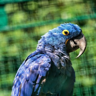 Hyacinth Macaw