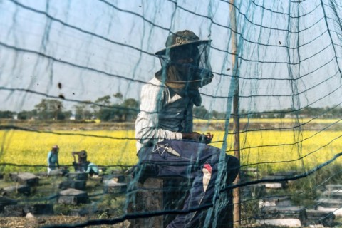 Bee keepers working in a bee farm near a mustards field in a village in Barpeta district of Assam in India on Wednesday 22 December 2021. The bee keeping business is one of the most profitable busines...