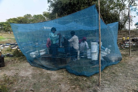 Bee keepers working in a bee farm near a mustards field in a village in Barpeta district of Assam in India on Wednesday 22 December 2021. The bee keeping business is one of the most profitable busines...