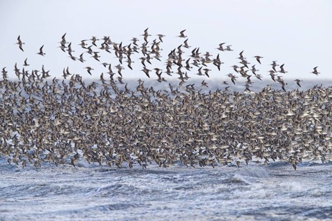 Red knot large flock of red knots