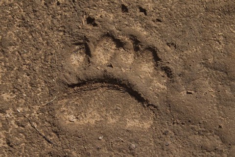 Close up of footprint of Eurasian brown bear