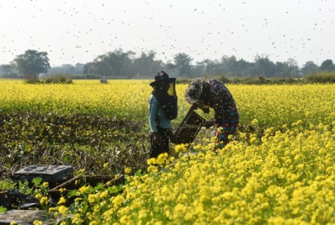 Bee keepers working in a bee farm near a mustards field in a village in Barpeta district of Assam in India on Wednesday 22 December 2021. The bee keeping business is one of the most profitable busines...