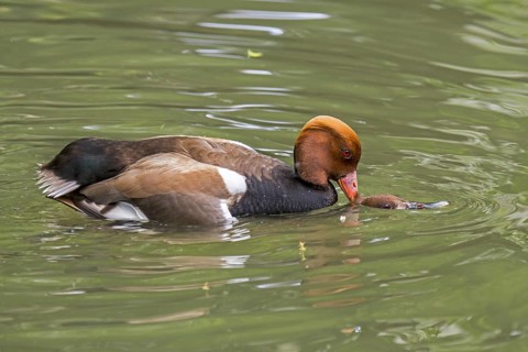 Red-crested pochard