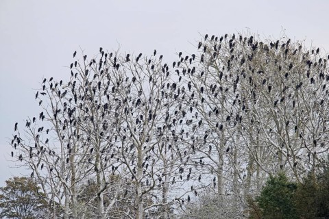Colony of great cormorants