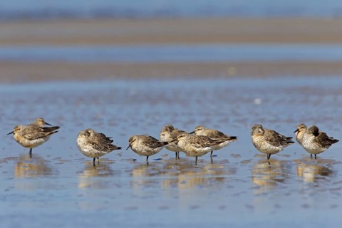 Red Knot