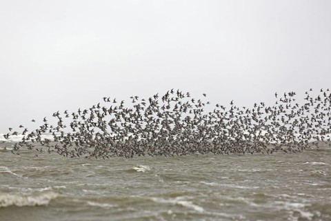 Red knots