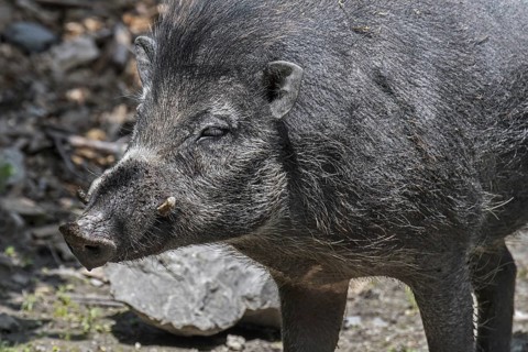 Visayan warty pig