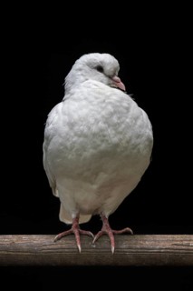 Renaisien