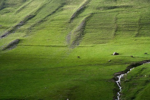 Pasture with horses and mountain stream
