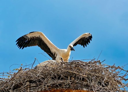White storks