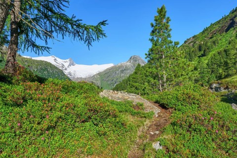 View of the Grossvenediger