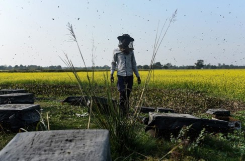 Bee keepers working in a bee farm near a mustards field in a village in Barpeta district of Assam in India on Wednesday 22 December 2021. The bee keeping business is one of the most profitable busines...