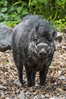 Visayan warty pig
