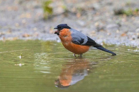Eurasian bullfinch