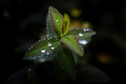 Water drops stand out on a large-flowered St. John's wort
