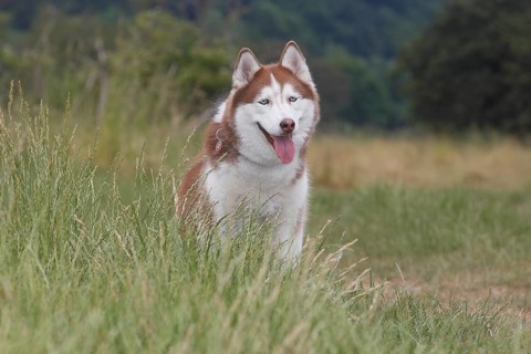 Siberian Husky