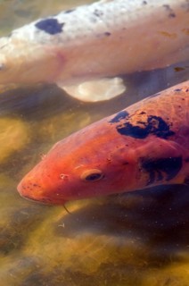 Koi Carp