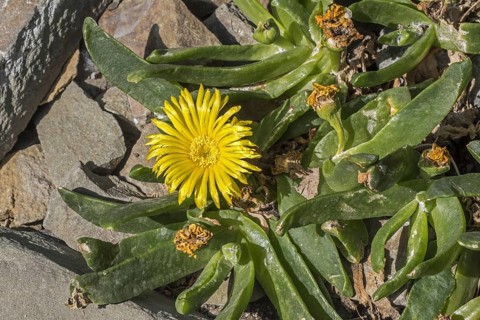 Glottiphyllum longum