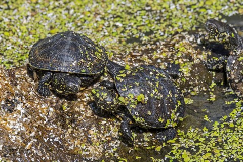 Three European pond turtle