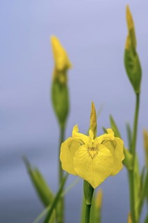 Yellow flag