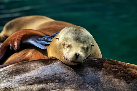 California sea lion