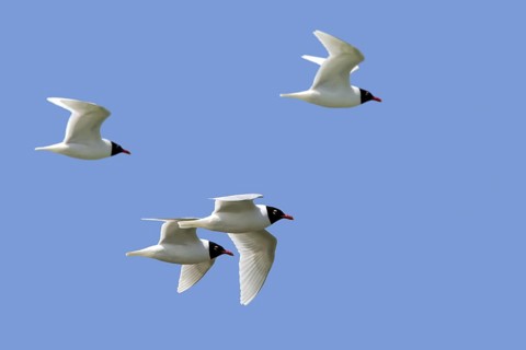 Four adult Mediterranean gulls