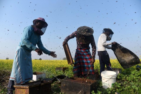 Bee keepers working in a bee farm near a mustards field in a village in Barpeta district of Assam in India on Wednesday 22 December 2021. The bee keeping business is one of the most profitable busines...