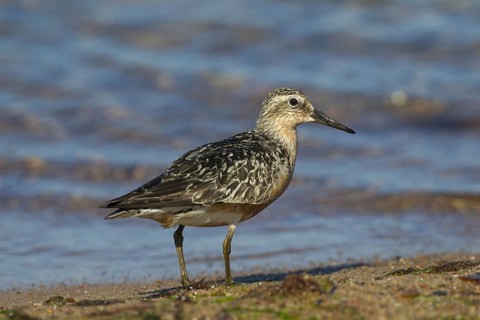 Red knot