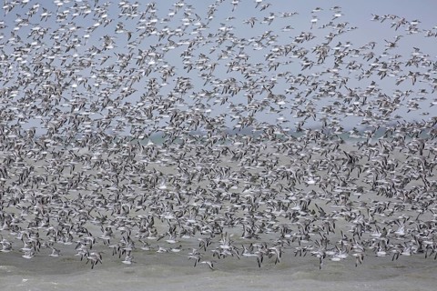Red knots