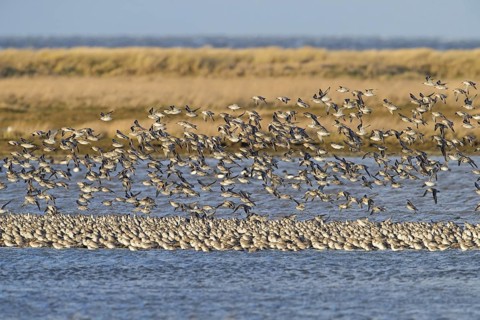 Red knot
