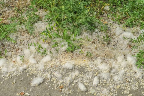 Poplar wool